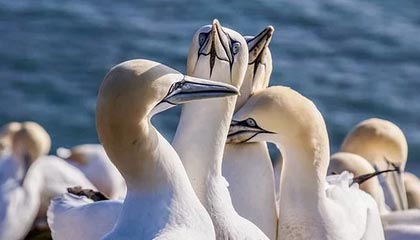 邢台伴游，定制QQ：3494206190微信：act1322